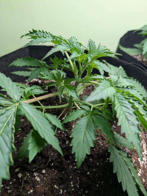 GG4 Auto & OG Kush Auto. Week 3