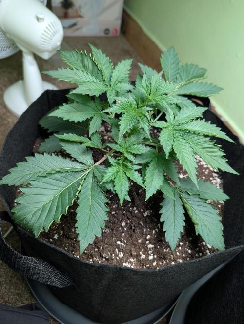 GG4 Auto & OG Kush Auto. Week 3