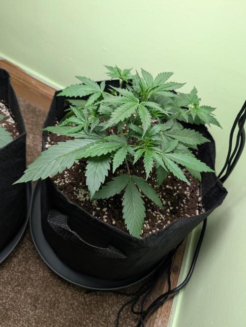 GG4 Auto & OG Kush Auto. Week 3