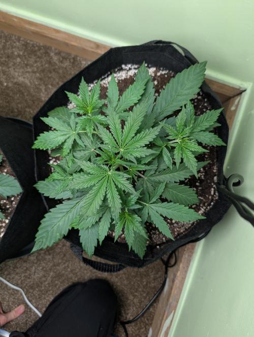 GG4 Auto & OG Kush Auto. Week 3