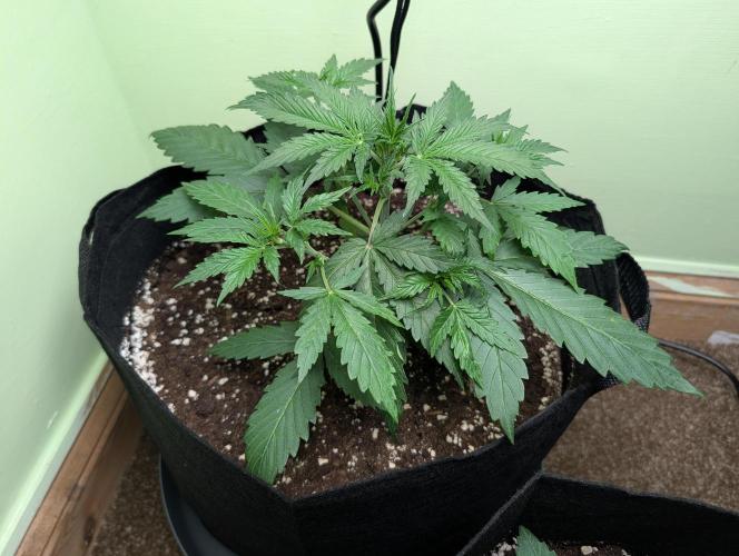 GG4 Auto & OG Kush Auto. Week 3