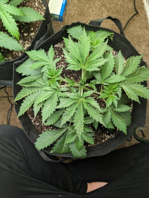 GG4 Auto & OG Kush Auto. Week 3