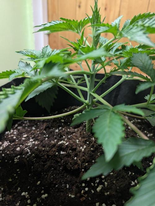 GG4 Auto & OG Kush Auto. Week 3