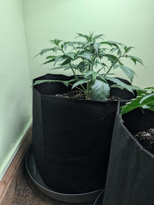GG4 Auto & OG Kush Auto. Week 3