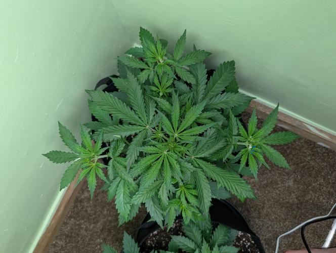 GG4 Auto & OG Kush Auto. Week 3