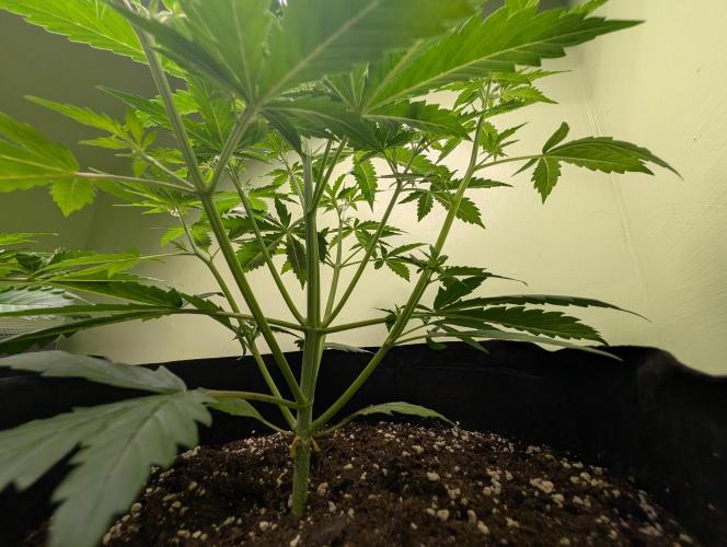 GG4 Auto & OG Kush Auto. Week 3