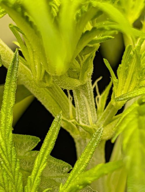 GG4 Auto & OG Kush Auto. Week 3
