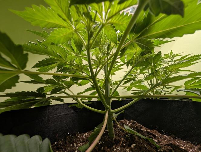 GG4 Auto & OG Kush Auto. Week 3