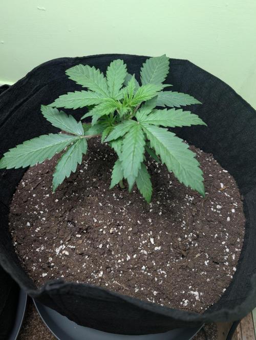 The Breeder’s Dream 100% Untrained. Week 2