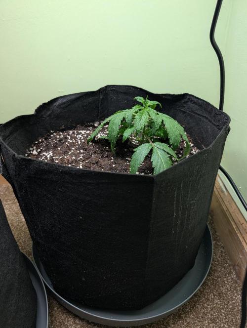 The Breeder’s Dream 100% Untrained. Week 2