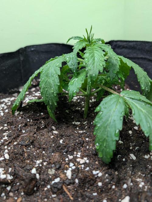 The Breeder’s Dream 100% Untrained. Week 2