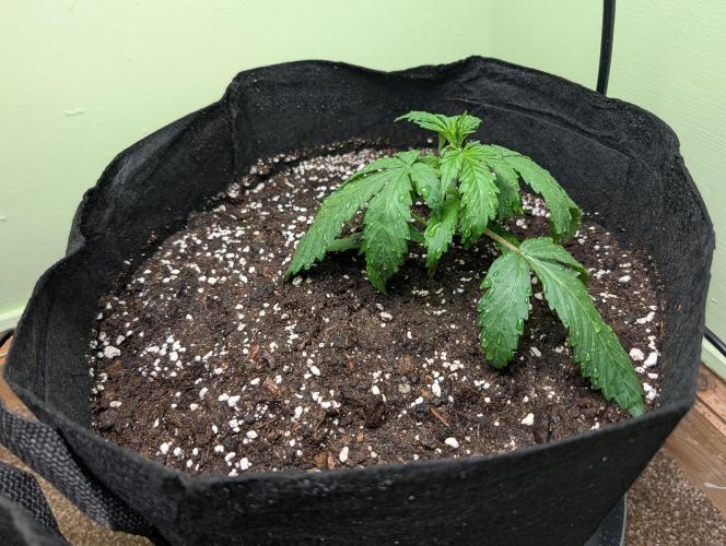 The Breeder’s Dream 100% Untrained. Week 2