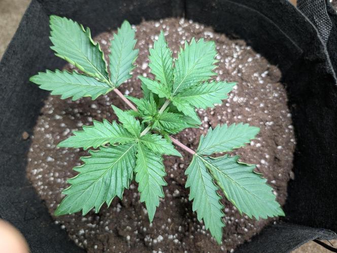 The Breeder’s Dream 100% Untrained. Week 2