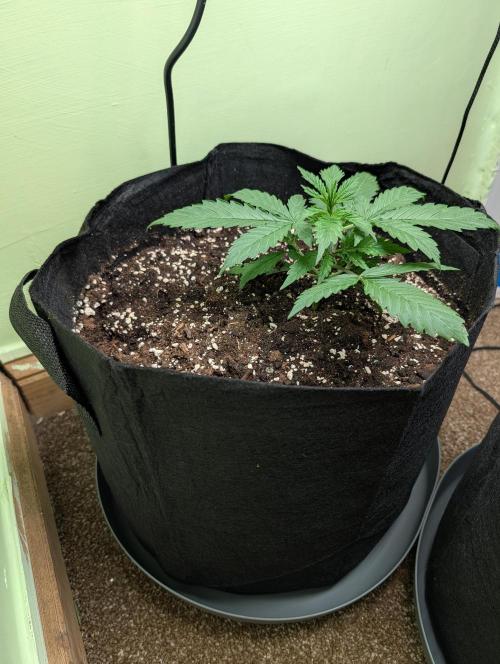 The Breeder’s Dream 100% Untrained. Week 2