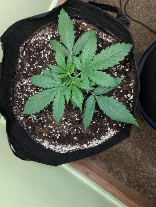 The Breeder’s Dream 100% Untrained. Week 2