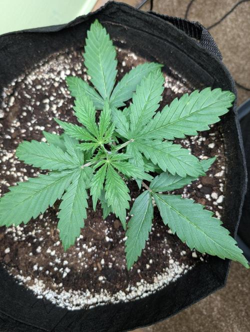 The Breeder’s Dream 100% Untrained. Week 2