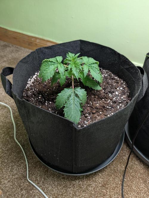 The Breeder’s Dream 100% Untrained. Week 2