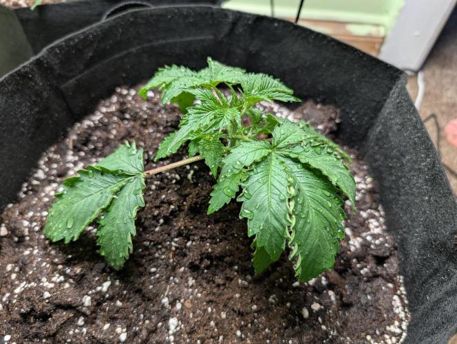 The Breeder’s Dream 100% Untrained. Week 2