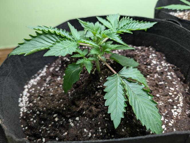 The Breeder’s Dream 100% Untrained. Week 2