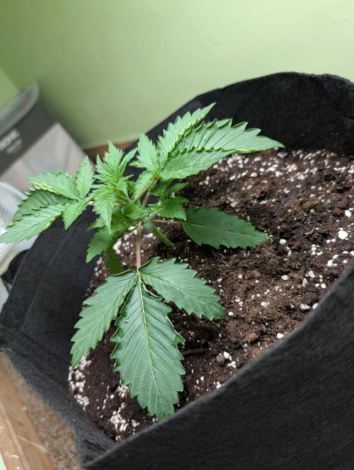 The Breeder’s Dream 100% Untrained. Week 2