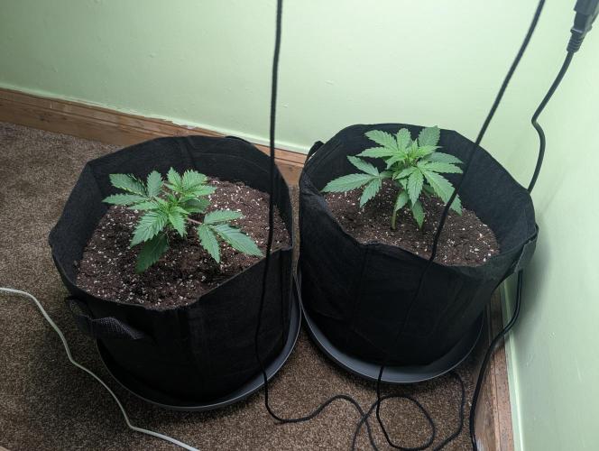 The Breeder’s Dream 100% Untrained. Week 2