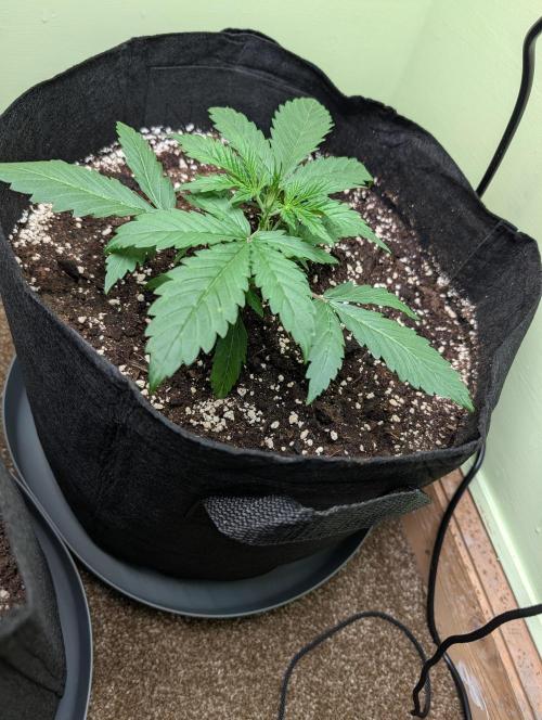 The Breeder’s Dream 100% Untrained. Week 2