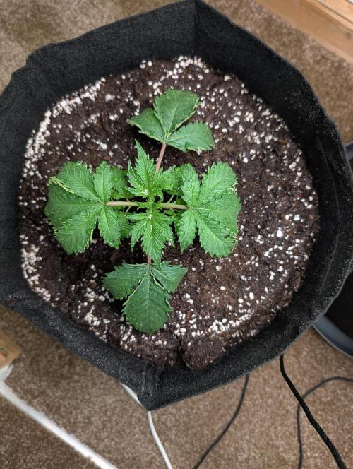 The Breeder’s Dream 100% Untrained. Week 2