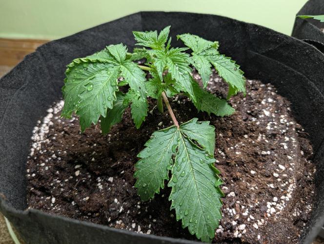 The Breeder’s Dream 100% Untrained. Week 2