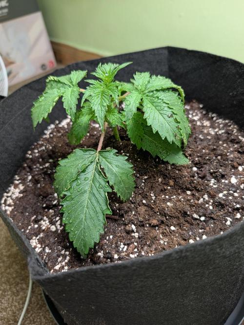 The Breeder’s Dream 100% Untrained. Week 2