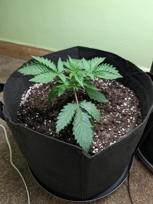 The Breeder’s Dream 100% Untrained. Week 2