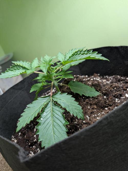 The Breeder’s Dream 100% Untrained. Week 2