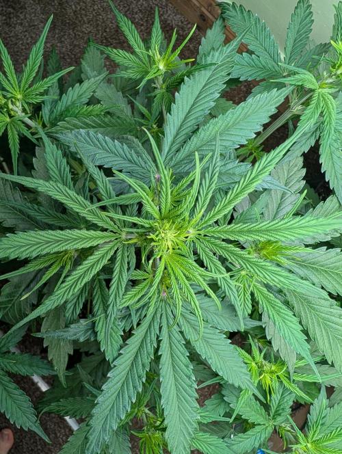 The Breeder’s Dream 100% Untrained. Week 4