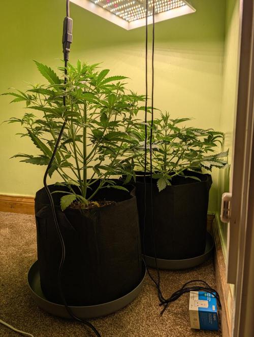 The Breeder’s Dream 100% Untrained. Week 4