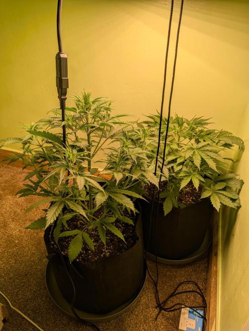 The Breeder’s Dream 100% Untrained. Week 4