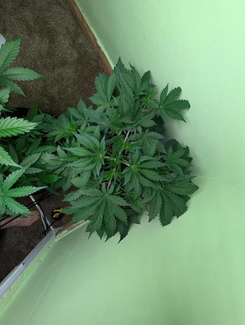 The Breeder’s Dream 100% Untrained. Week 4