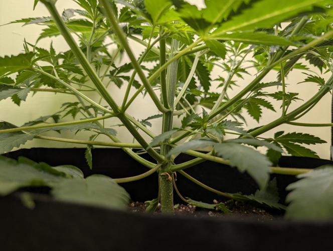 The Breeder’s Dream 100% Untrained. Week 4