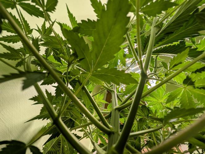 The Breeder’s Dream 100% Untrained. Week 4