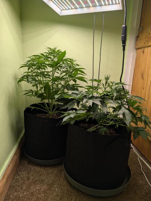 The Breeder’s Dream 100% Untrained. Week 4