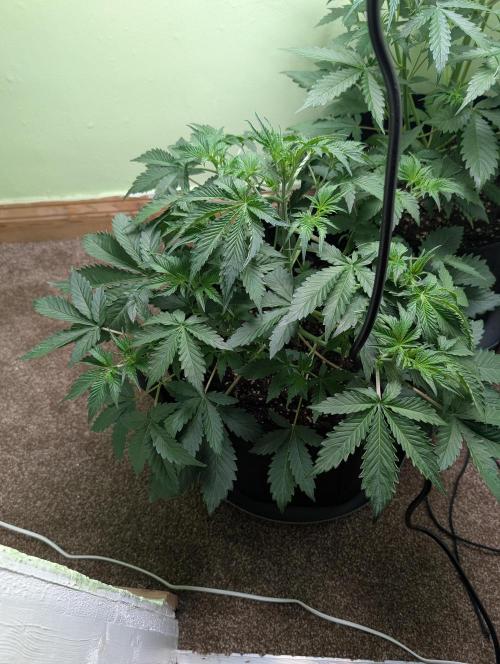 Just Let It Grow.... Week 5
