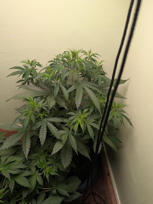 Just Let It Grow.... Week 5