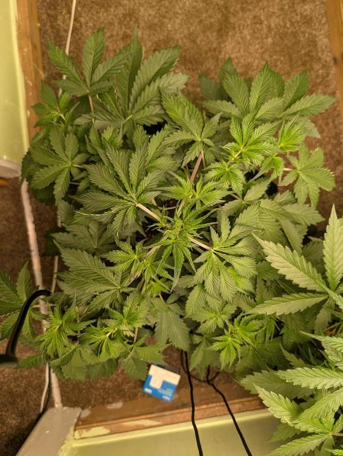 Just Let It Grow.... Week 5