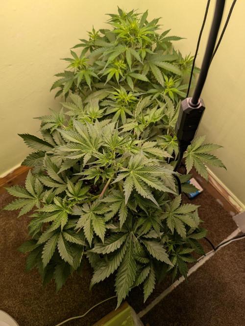 Just Let It Grow.... Week 5