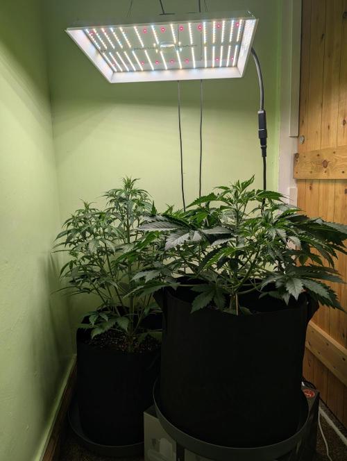 Just Let It Grow.... Week 5