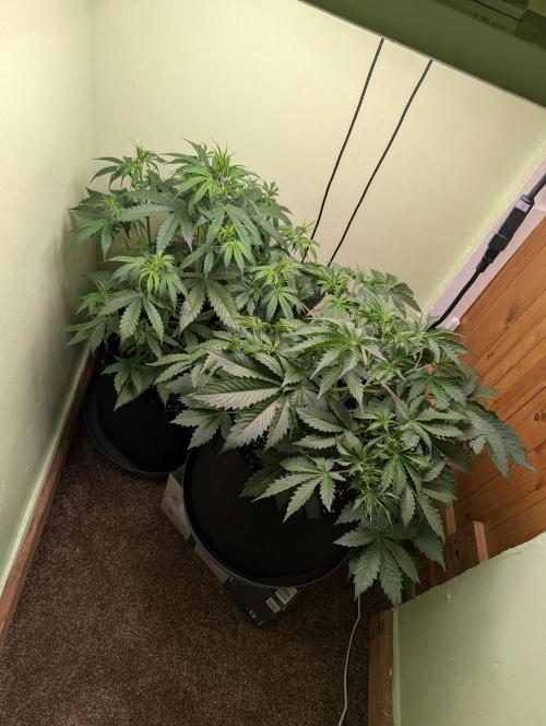 Just Let It Grow.... Week 5