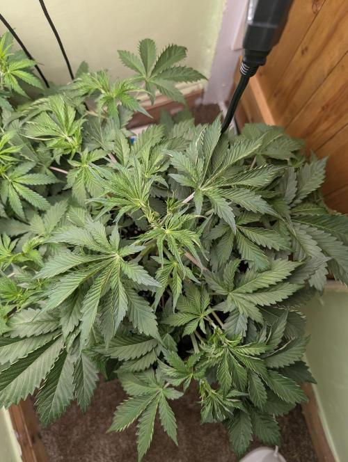 Just Let It Grow.... Week 5