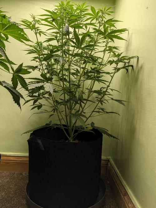 Just Let It Grow.... Week 5
