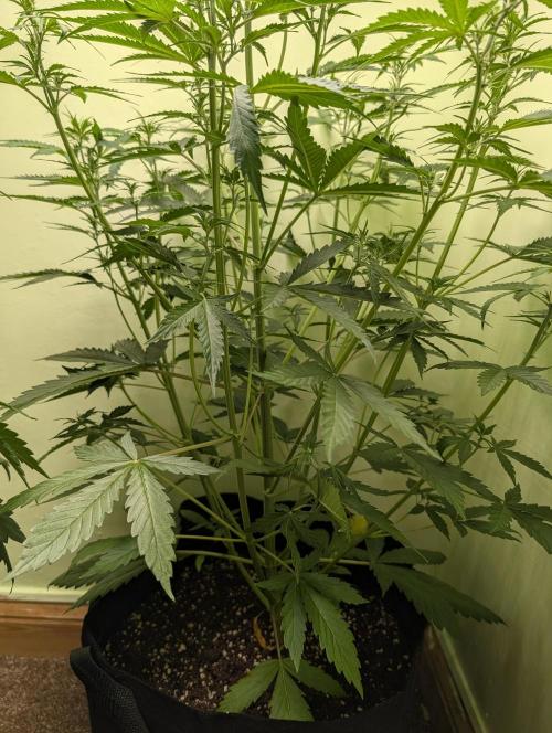 Just Let It Grow.... Week 5