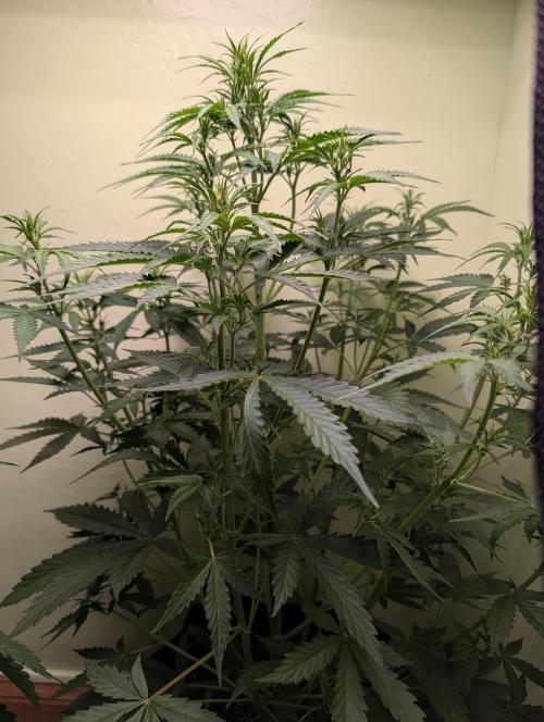 Just Let It Grow.... Week 5
