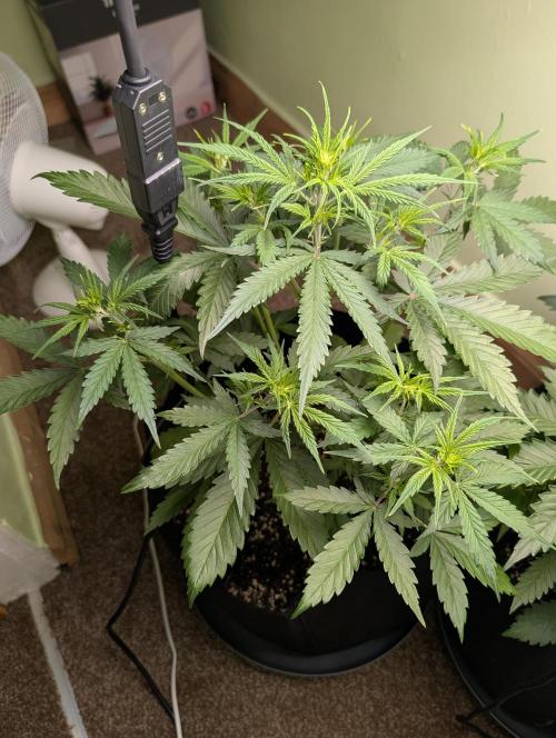Just Let It Grow.... Week 5
