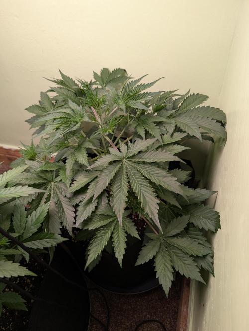 Just Let It Grow.... Week 5